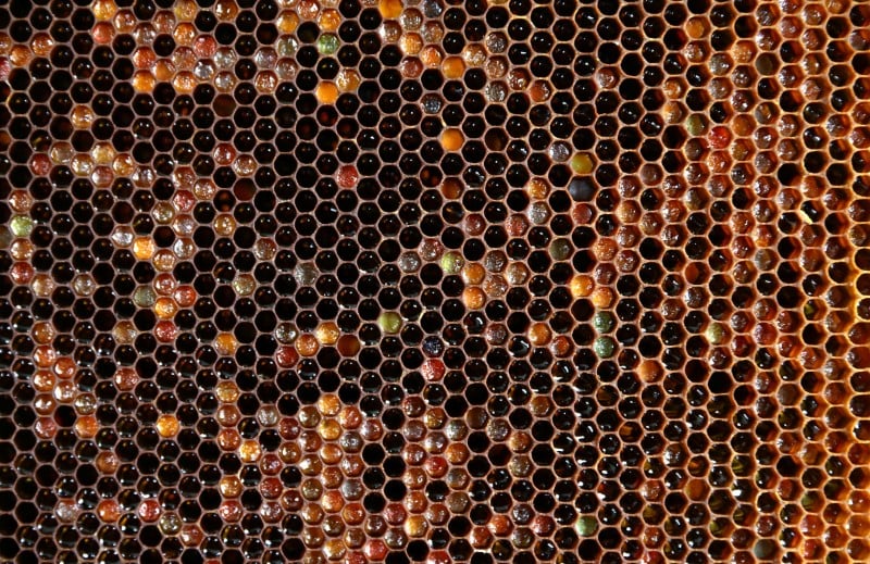 Suspension de deux pesticides presumes tueurs d'abeilles