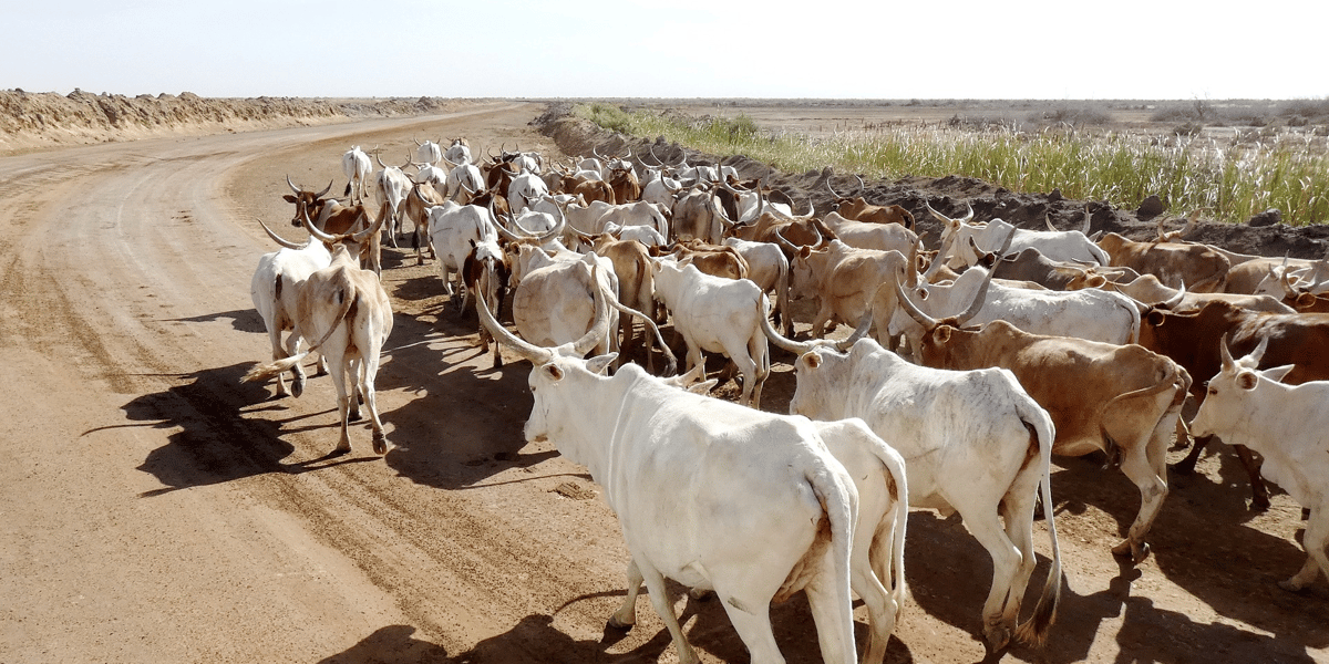 senegal elevage