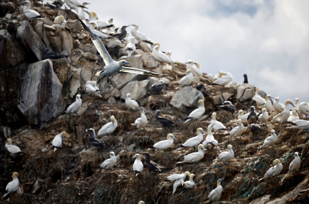 Des oiseaux bassan au large de perros-guirec en bretagne, france