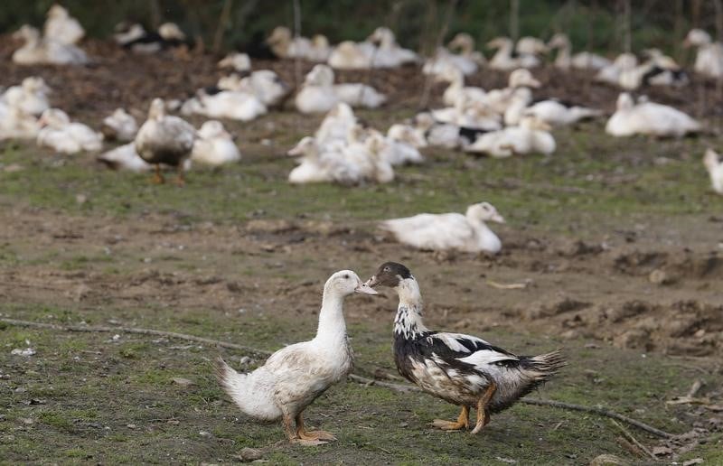 La chine fait etat d'une forme plus aigue de grippe aviaire