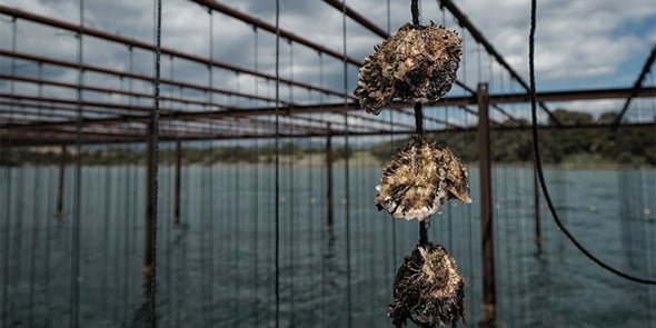 Conchyliculture : l’élevage sur cordes et sur tables des huitres et moules