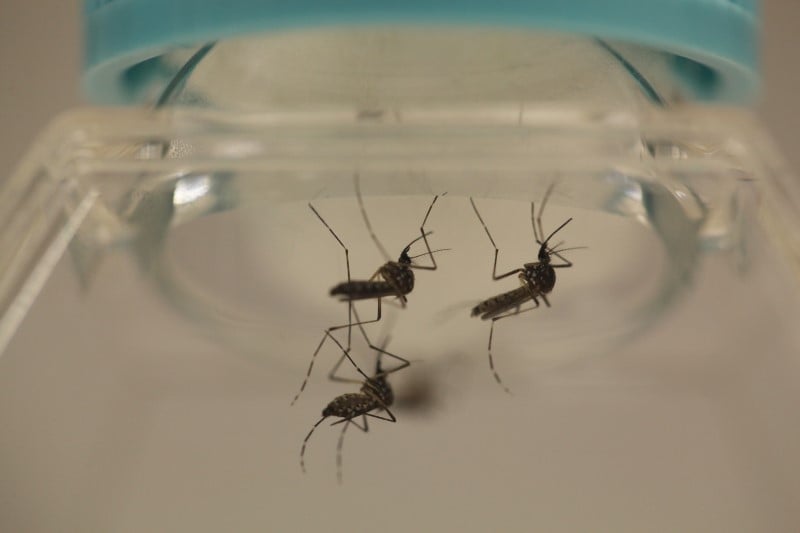 Le vietnam signale ses deux premiers premiers cas de malades du virus zika