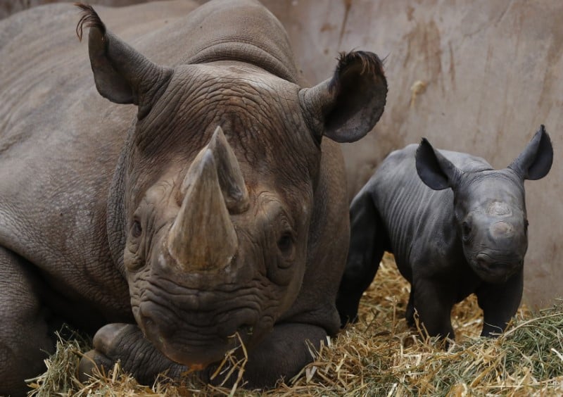 L'afrique du sud va reintroduire le rhinoceros noir au tchad