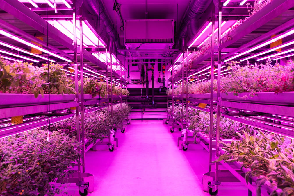 Orius, biotech toulousaine, a mis au point une technologie de l'agriculture indoor de très haute précision.