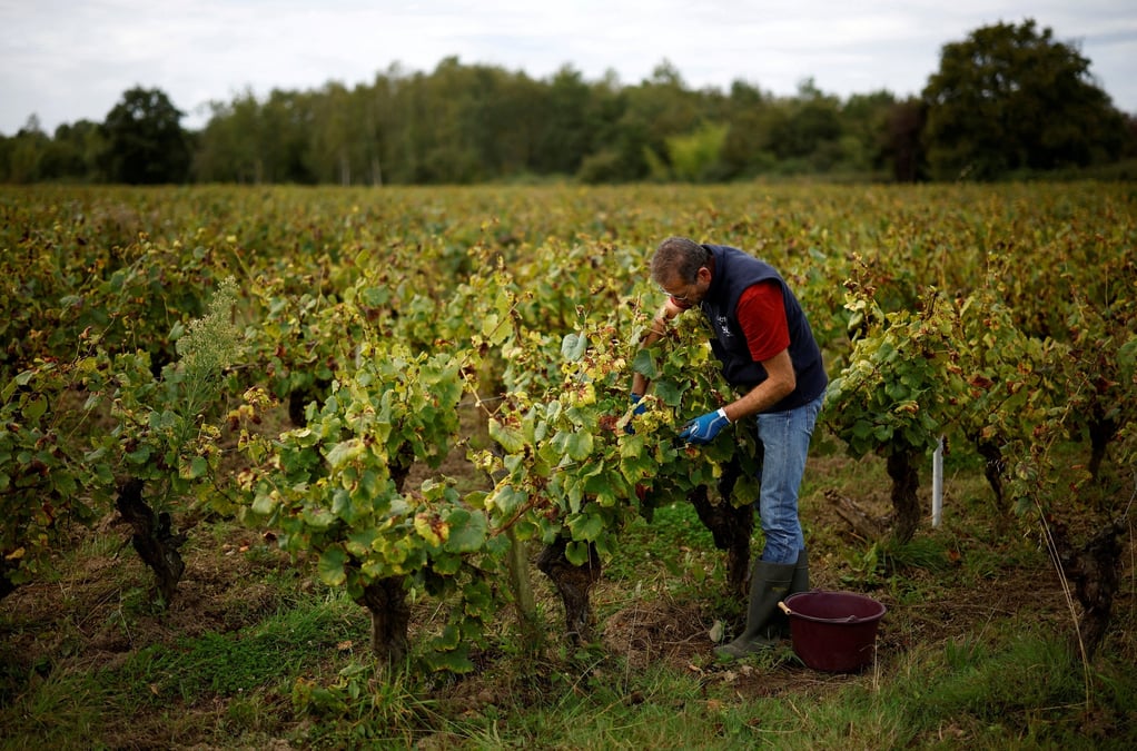 Vendanges dans le muscadet