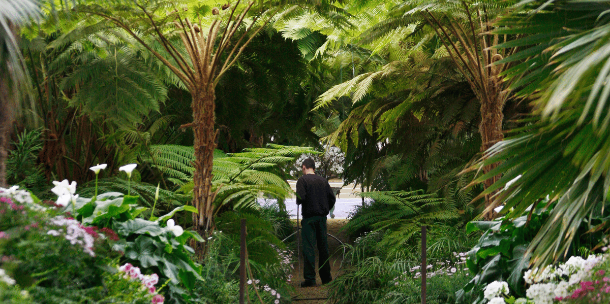 jardin, nature, plantes