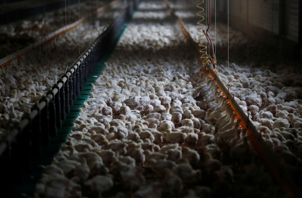 Grippe aviaire: les importations de volailles francaises suspendues en chine