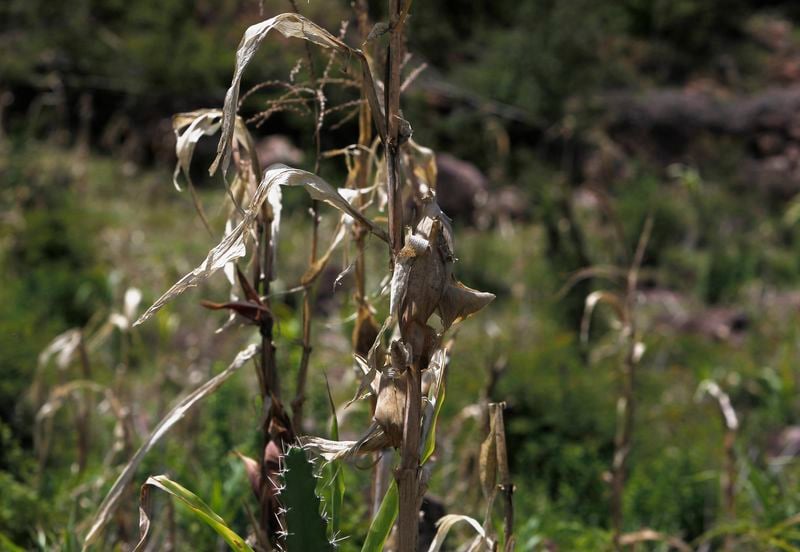 La famine menace 2,81 millions de personnes en Amérique centrale