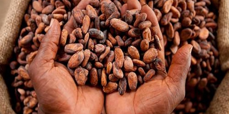 Cacao