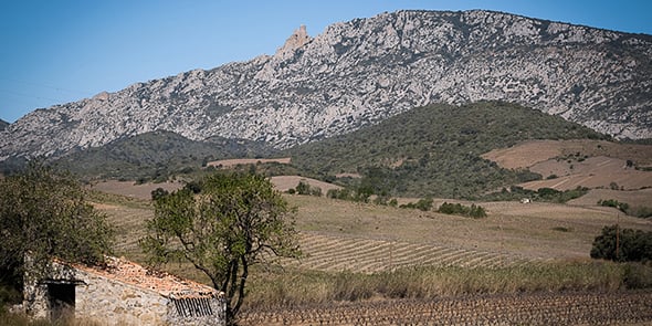Vignes Pyrénées-Orientales / Aude