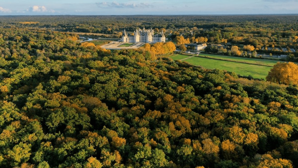 chambord belle forêt