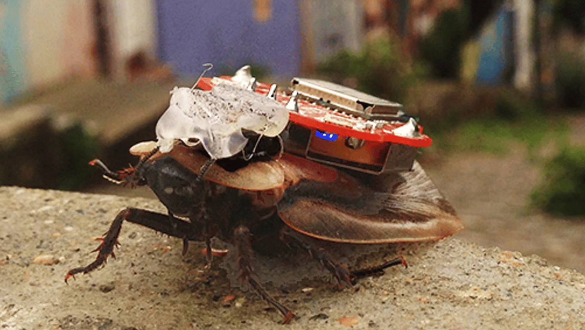 RoboRoach, Backyard Brains, cockroach cyborg