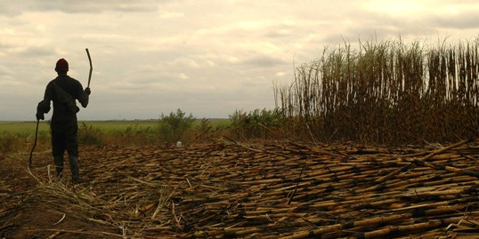 canne à sucre agriculture Swaziland