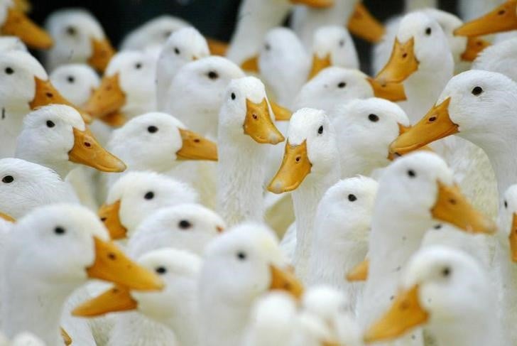 Un foyer de grippe aviaire h5n2 decouvert en russie