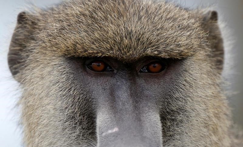 Le zoo de paris evacue apres l'escapade de 50 babouins