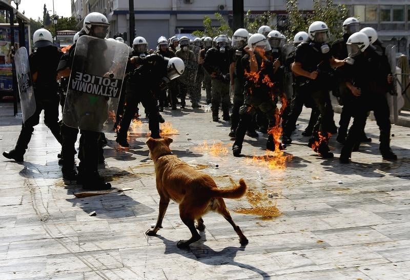 Saucisse, le chien symbole des manifestations en Grèce, est mort