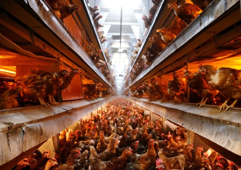 France: 250.000 oeufs contamines pourraient avoir ete consommes