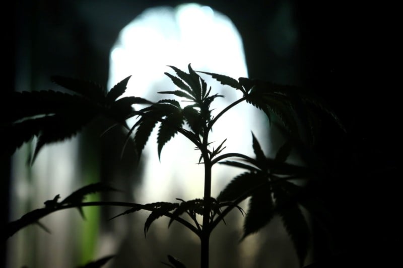 Plus de deux tonnes de cannabis saisies dans le sud-ouest de la france