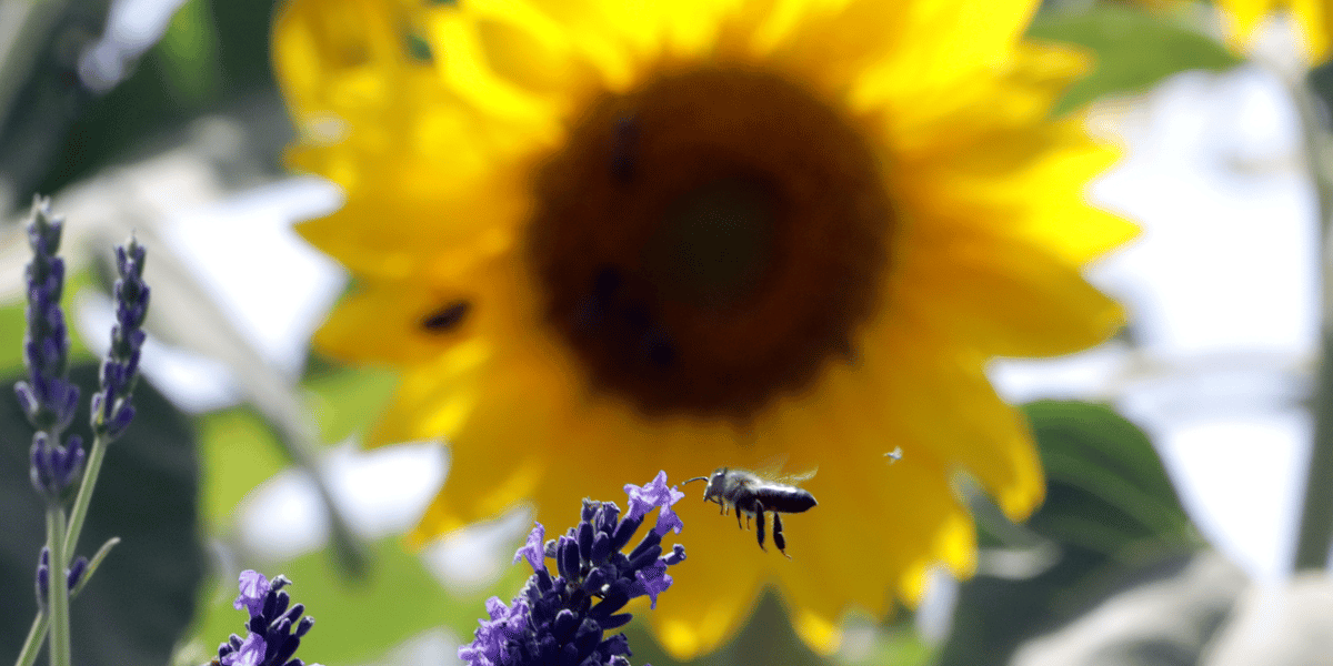 tournesol, agriculture, bio, abeille, lavende, néocorticoïdes, ruche