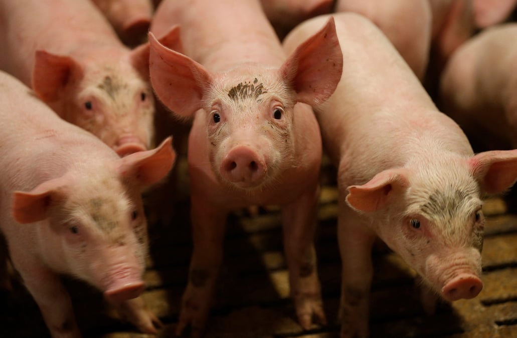 Troisième producteur de porcs de l'UE, la France compte sur la Chine, son premier marché à l'export, pour valoriser des morceaux peu consommés sur son sol.