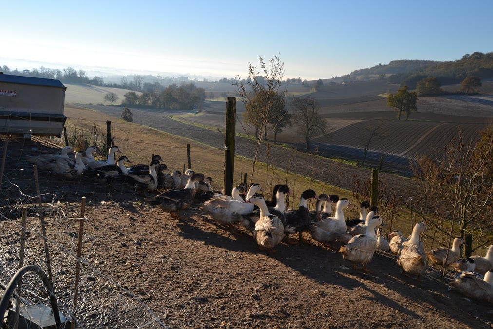 La production de foie gras dans le Gers va-t-elle connaître un rebond en 2024 avec l'arrivée d'un vaccin contre l'influenza aviaire ?