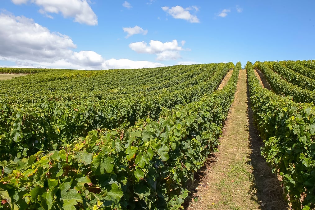Les débats seront organisés autour du sujet "Viticulture et réchauffement climatique : conséquences, projections, solutions"