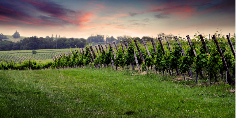 Vignes de Bergerac