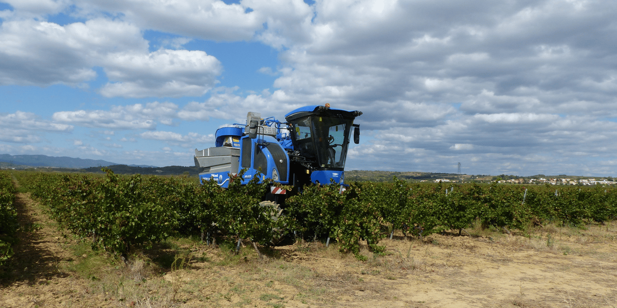 Dans ses prévisions, Agreste, le service statistique du ministère de l'Agriculture, table sur 10,6 millions d'hectolitres de récolte en Languedoc-Roussillon (pour une moyenne quinquennale 2019-2023 de 11,6 millions d'hectolitres).
