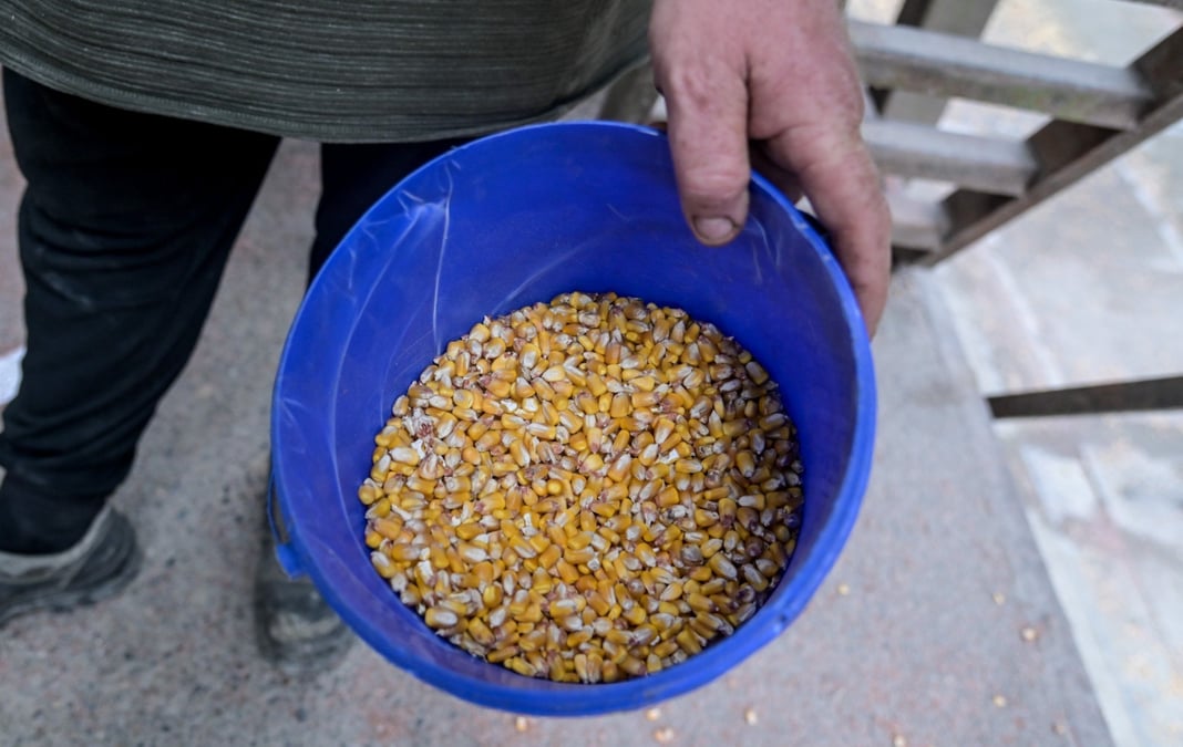La production de blé tendre chuterait de 27,0 % en 2024, selon la première estimation de l'Insee.