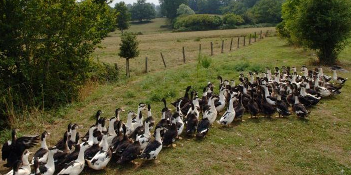 Canards