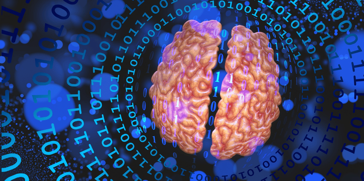 cerveau