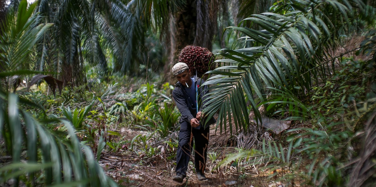 L'huile de palme est l'un des principaux produits d'exportation de l'Indonésie, mais aussi l'un des principaux facteurs de déforestation de son territoire. (photo d'illustration)