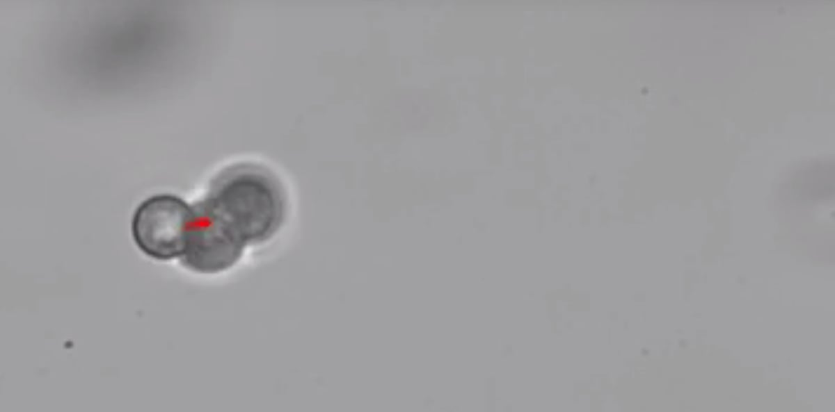 Micro