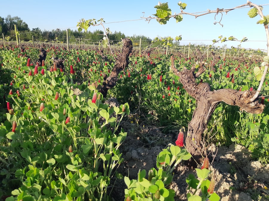 La hausse des prix pourrait inciter les consommateurs américains à se tourner vers d’autres vins non taxés.