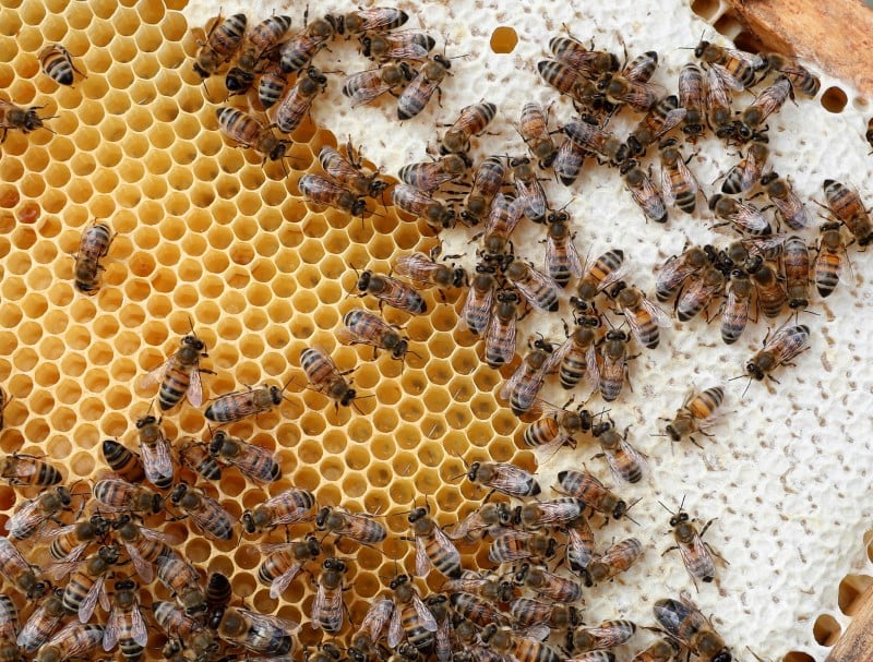 Interdiction de cinq pesticides tueurs d'abeilles