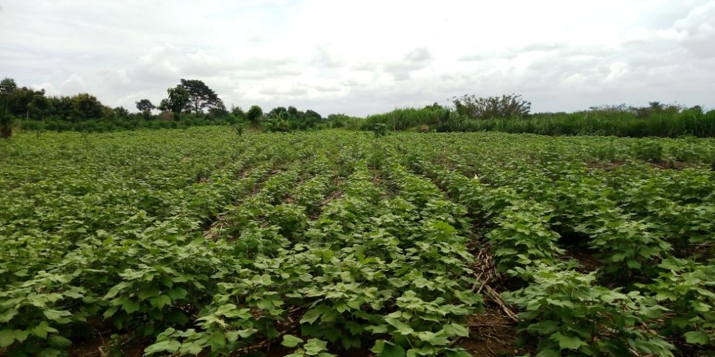 coton bénin