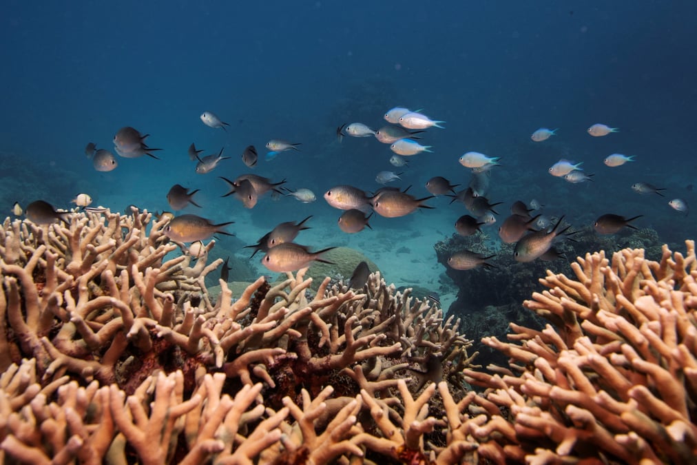 L'australie promet 700 million de dollars supplementaires pour proteger la grande barriere de corail