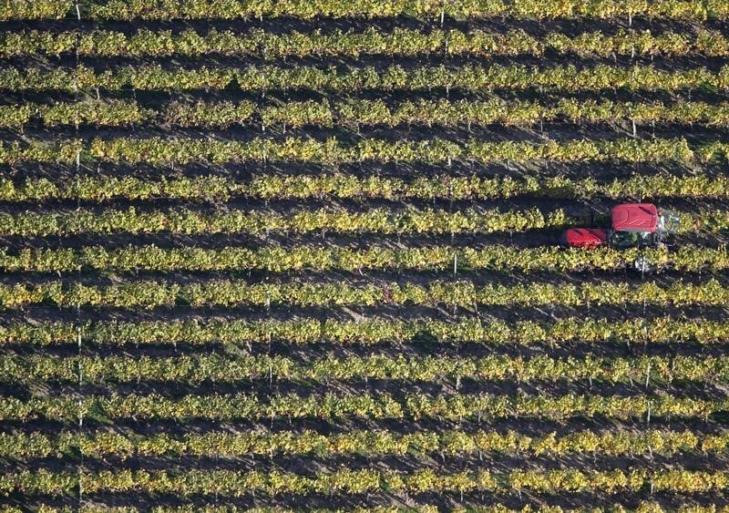 Le vignoble du bordelais touche par le gel