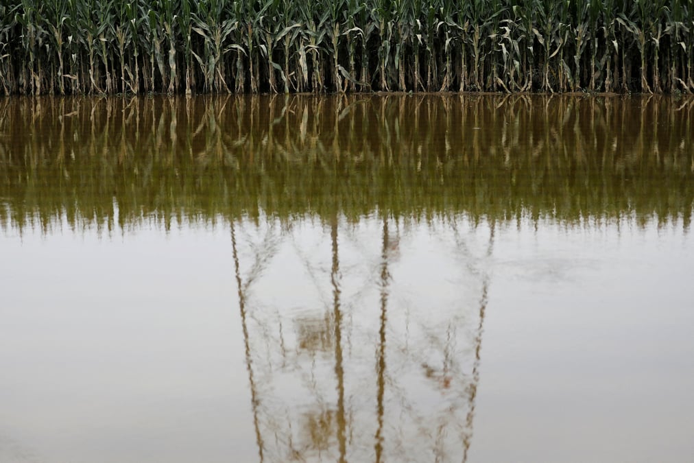 Un champ de mais innonde par les pluies et inondations en chine