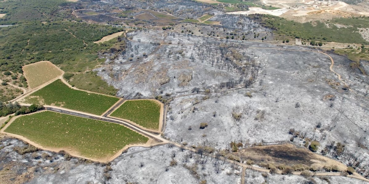 Le 29 juin dernier, au sud de Bizanet dans l'Aude, le feu a traversé les forêts, les pinèdes, les cultures, mais a été stoppé par la vigne, comme toujours en zone méditerranéenne.