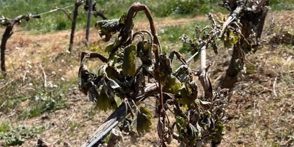 Le gel a durement frappé le vignoble français dans la nuit du 7 au 8 avril 2021