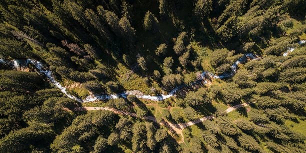 Le dépérissement de certains massifs forestiers sous l'effet du changement climatique réduit fortement leur capacité d'absorption du carbone