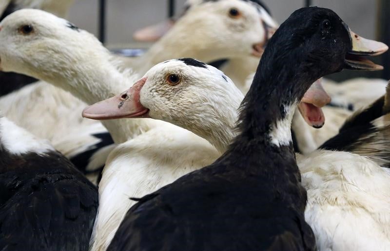 Grippe aviaire: fin du vide sanitaire dans le sud-ouest