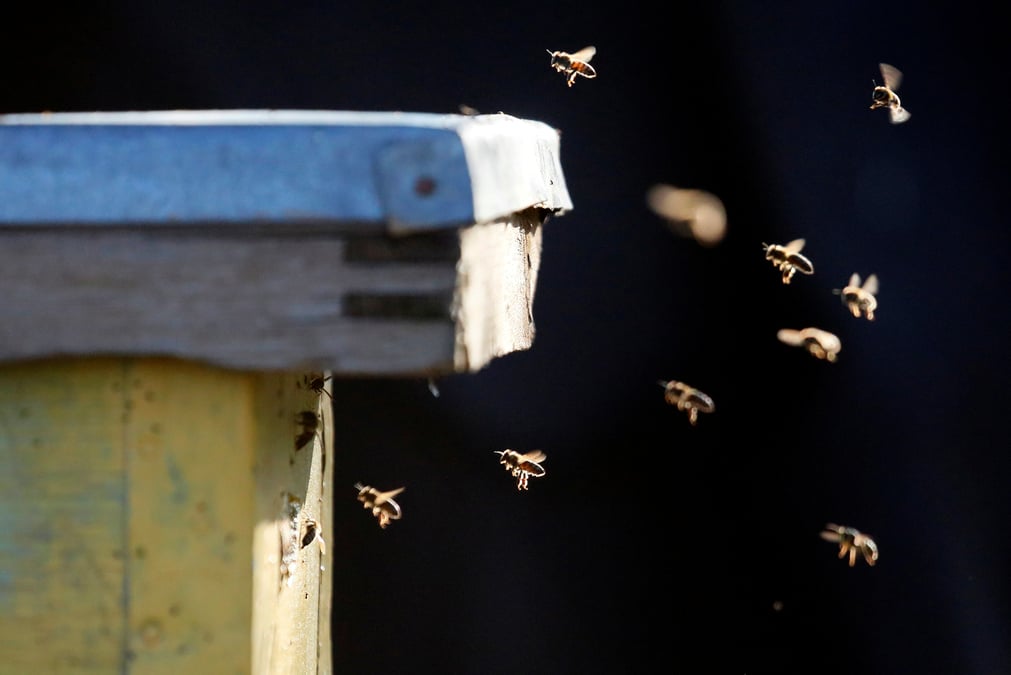 Deux pesticides nocifs pour les abeilles bientot interdits