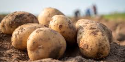 L'entreprise BC Pommes de Terre quitte les Bouches-du-Rhône pour s'installer à Beaucaire (Gard), avec un investissement de 5,2 millions d’euros à la clé pour booster ses activités de conditionnement, de lavage et d’expédition.