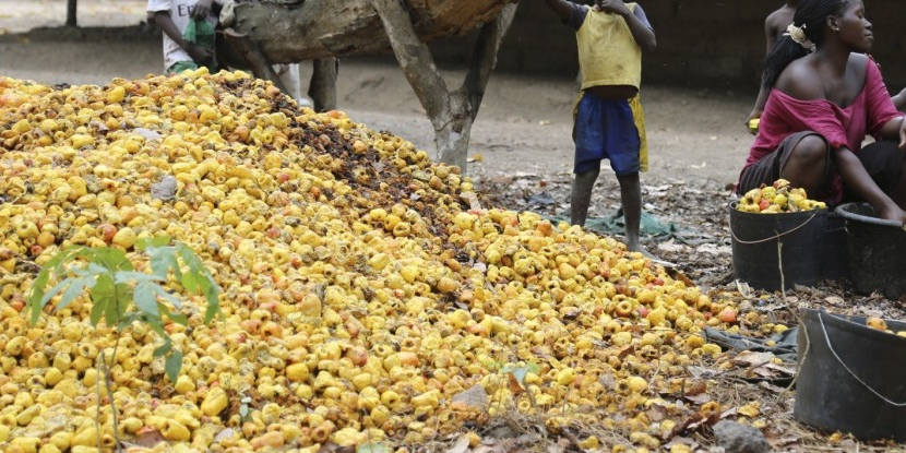 noix cajou anacarde guinee bissau