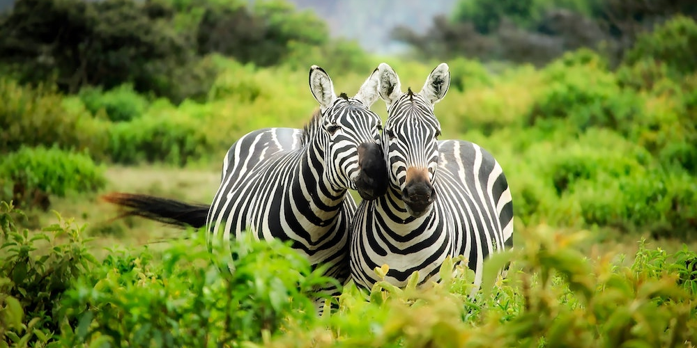 zebre