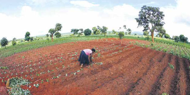 Terres arables agriculture malawi