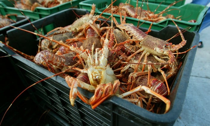 Homard