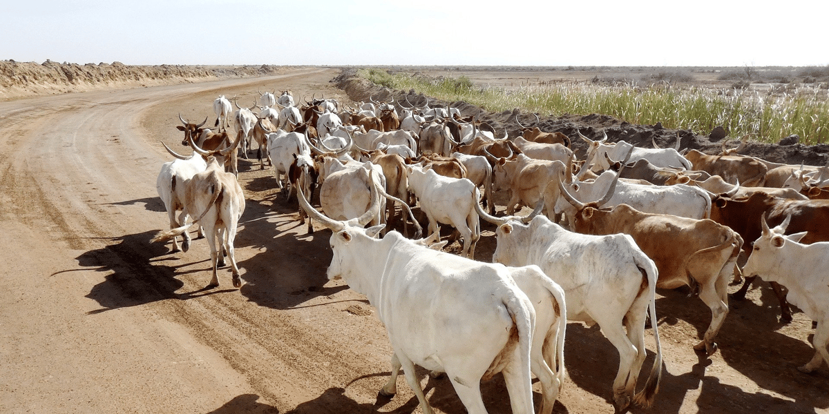 élevage cheptel senegal